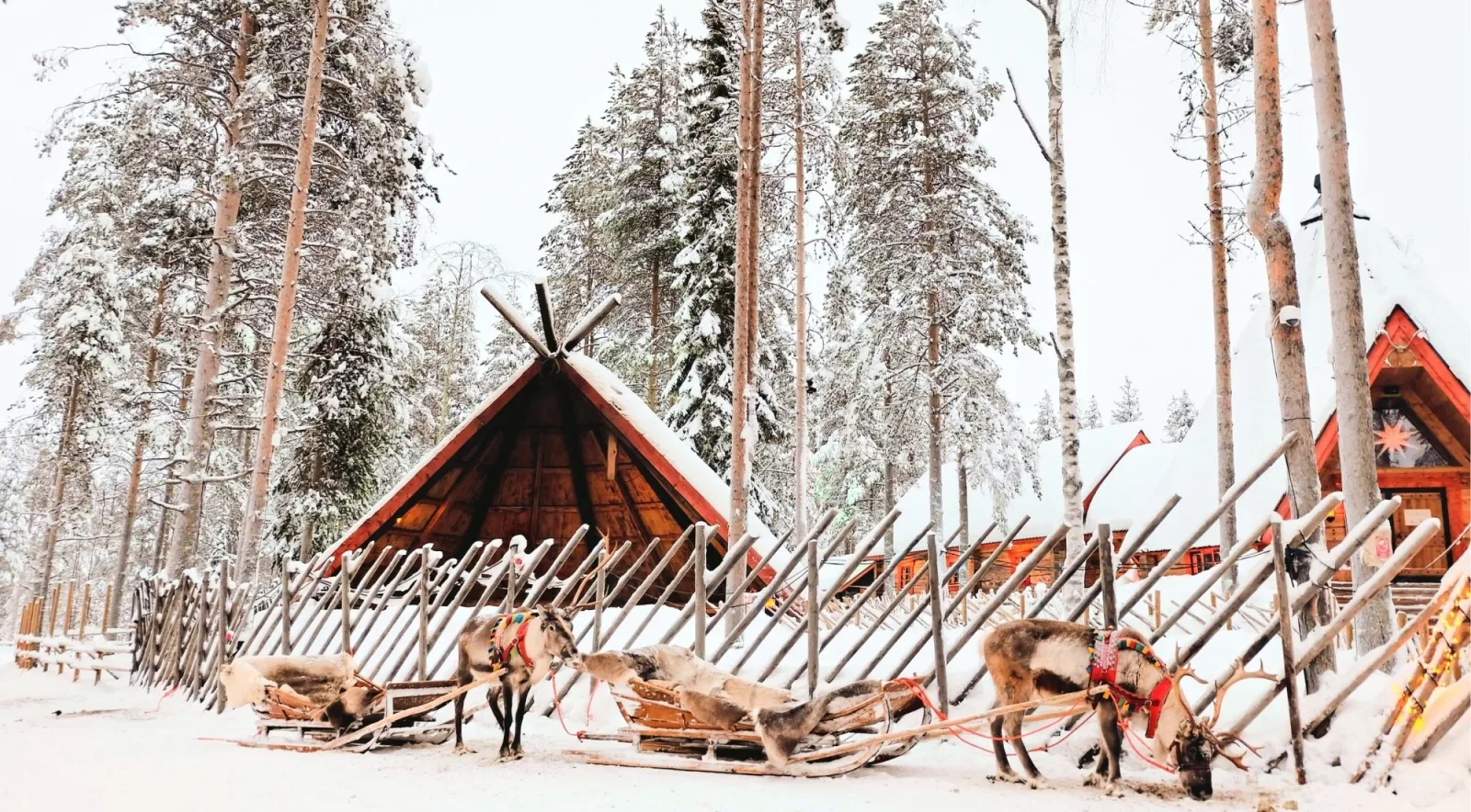 Traditional reindeer sleds parked beside a Sami hut in snowy Lapland forest