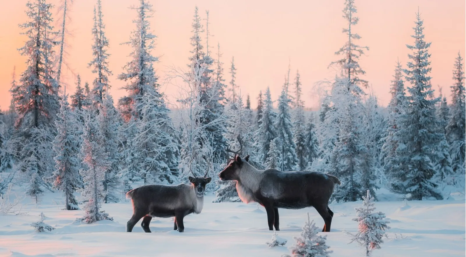 Two reindeer standing in snowy forest under a pink Arctic sunset