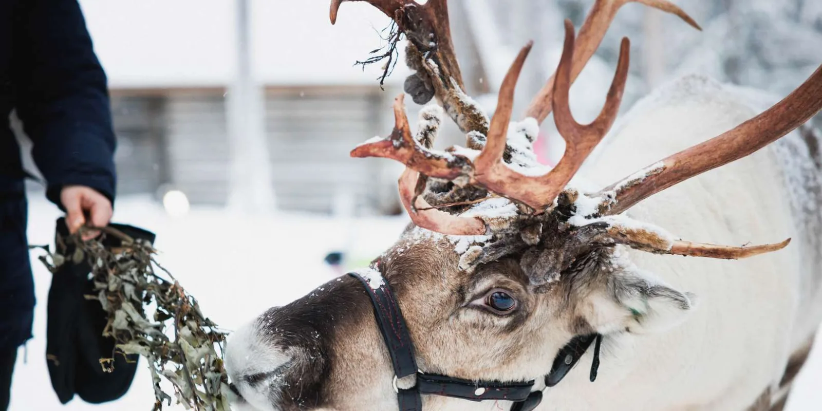 Rovaniemi: Reindeer, Huskies & Santa Claus Village