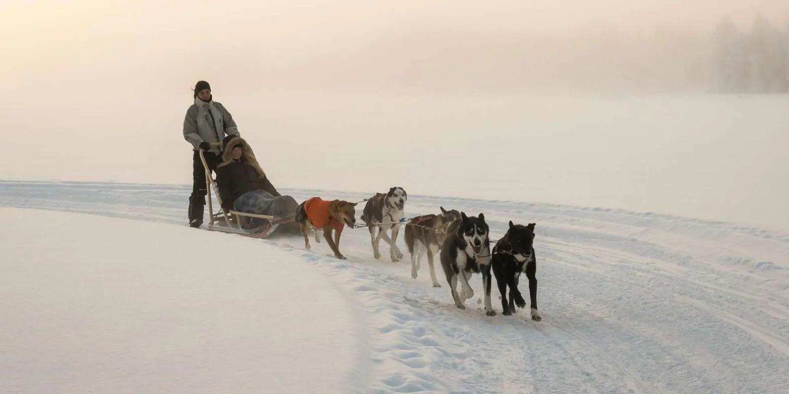 Alaskan huskies pulling a sled through snowy forest on a Rovaniemi husky safari