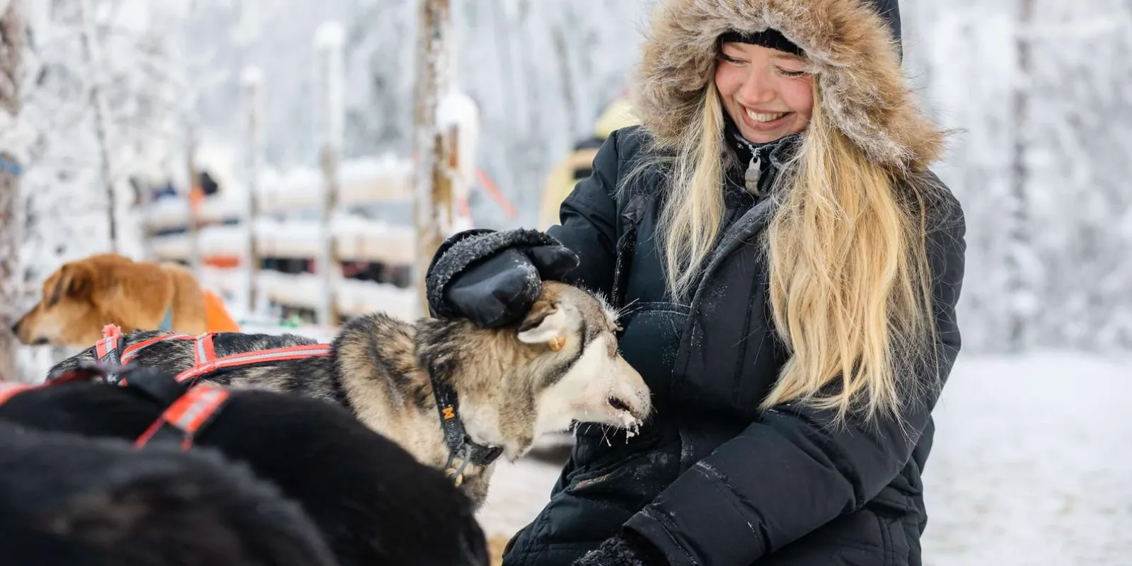 Friendly sled dogs greeting a guest at the husky kennel
