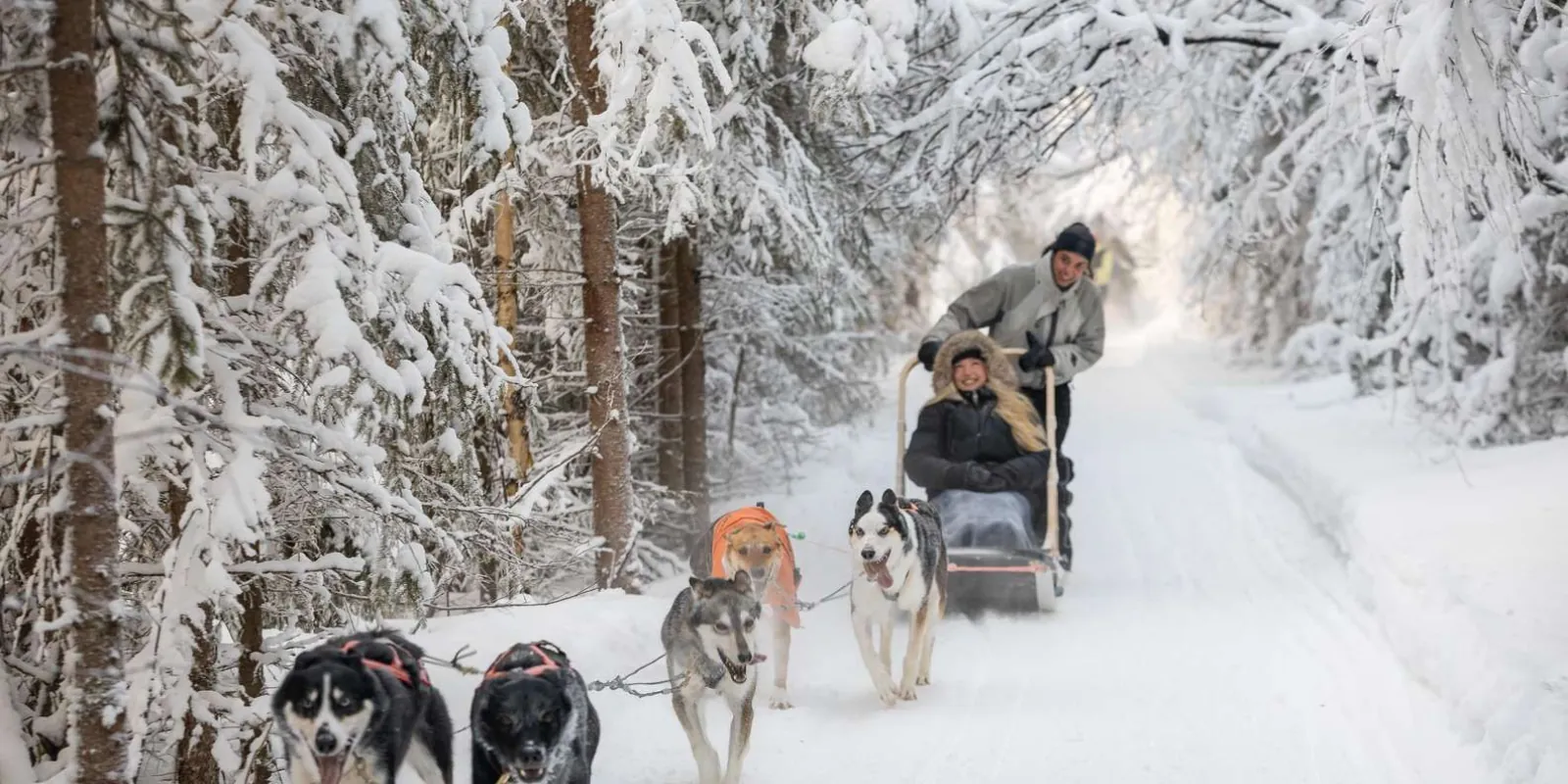 Musher guiding a husky sled through Lapland wilderness