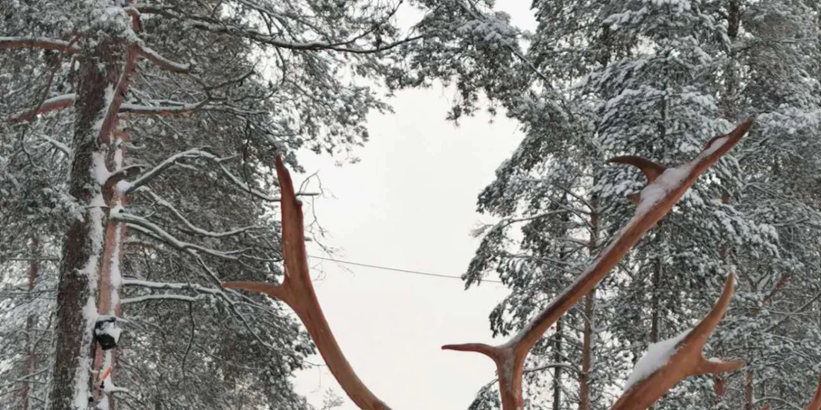 Husky sleigh ride through the Arctic forest near Rovaniemi